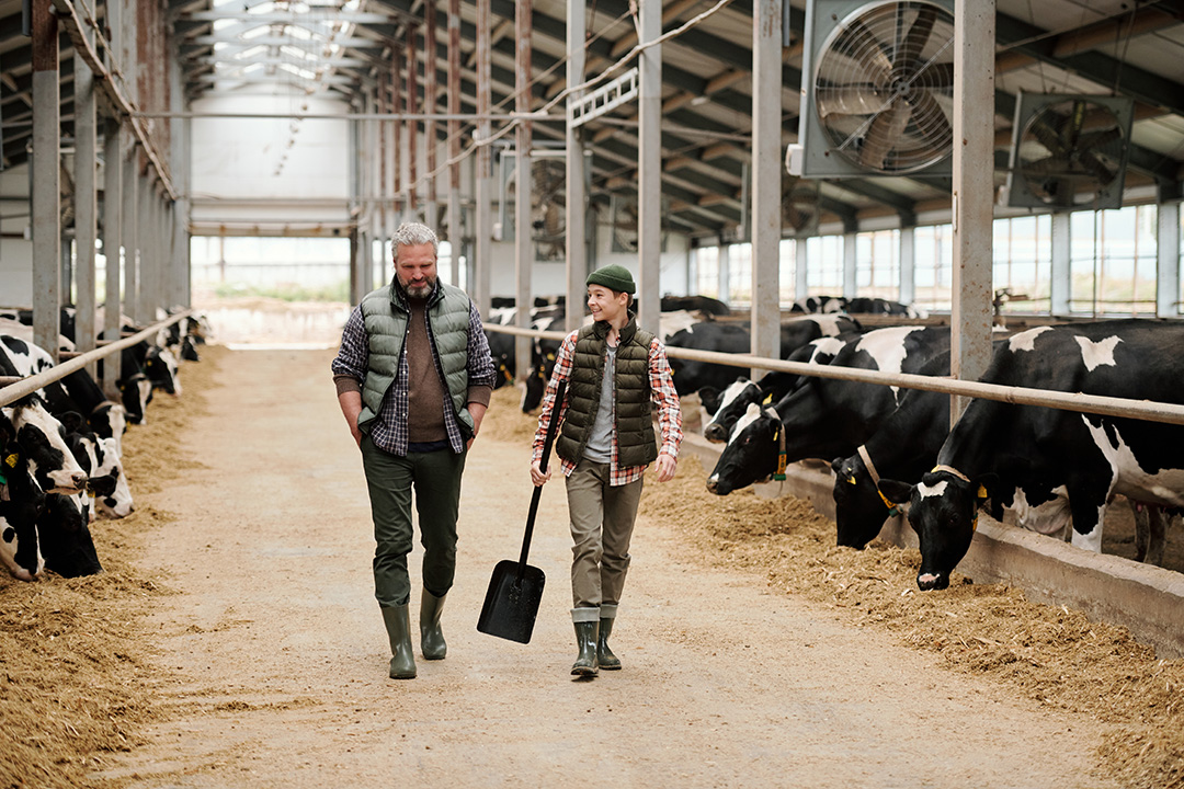 Dairy Farm own walking through his cows with his son
